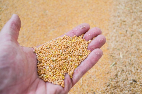 Сільське господарство